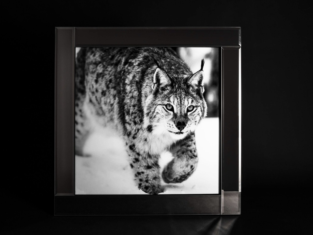 [500420] Glass print med speil ramme, "gaupe", 75 x 75 x 2 cm