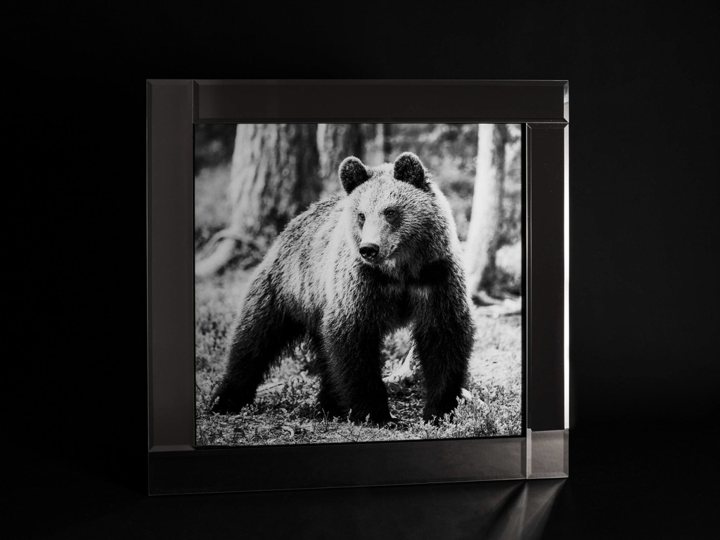 [500421] Glass print med speil ramme, "brun bjørn", 75 x 75 x 2 cm