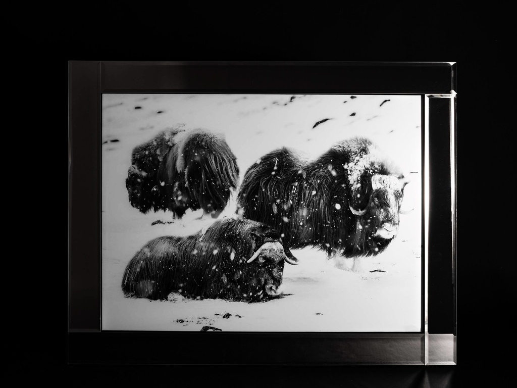 [500423] Glass print med speil ramme, "moskuser", 95 x 75 x 2 cm