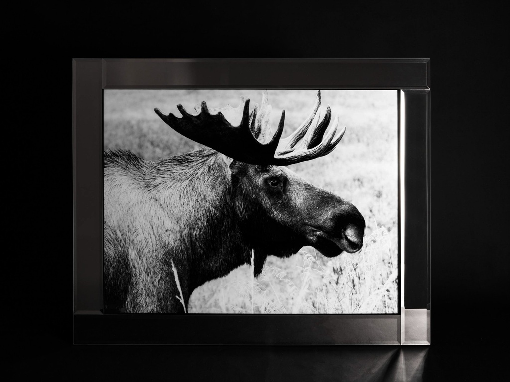 [500424] Glass print med speil ramme, "elg", 95 x 75 x 2 cm