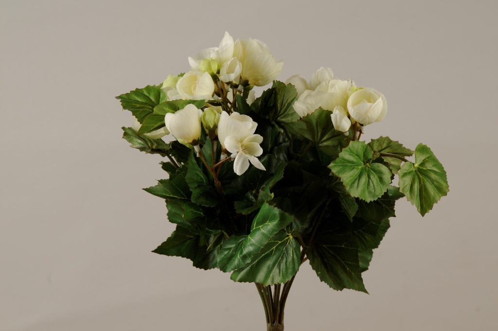 [916022] Begonia  hvit  26 cm          