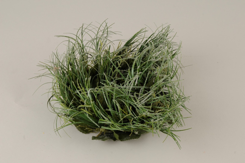 Mansjett Tillandsia  H-20     
