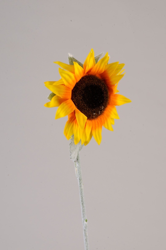 Solsikkestilk  H-60 cm        