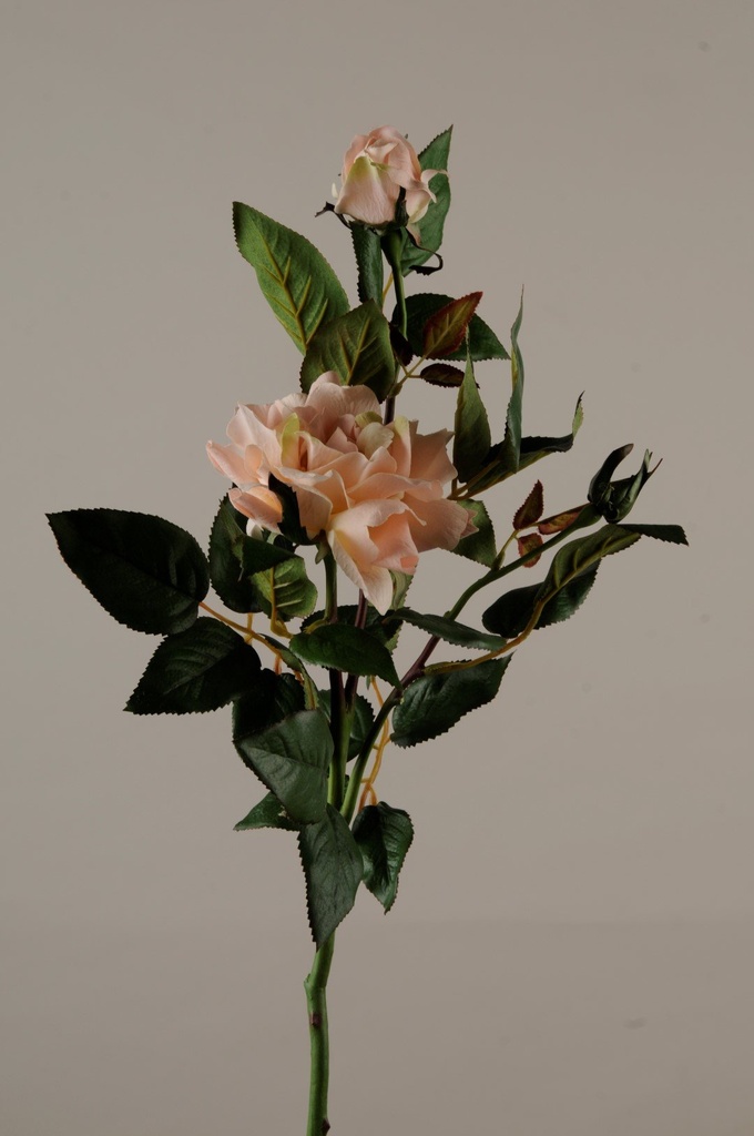 Rose "Tea"m.2 bl. rosa  H-76cm
