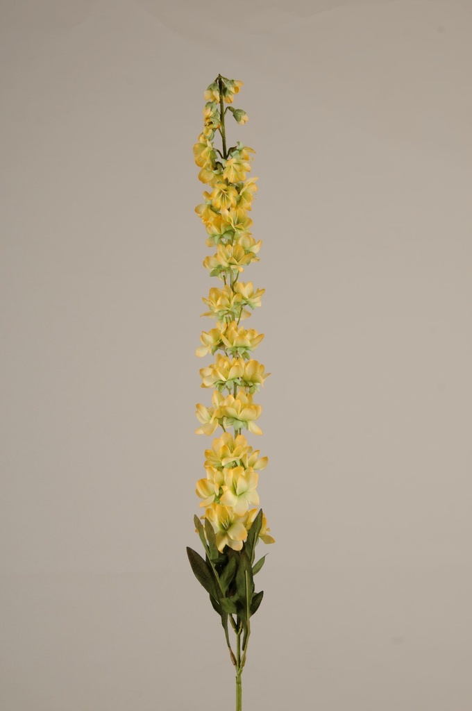 Delphinium  cream  H-85       