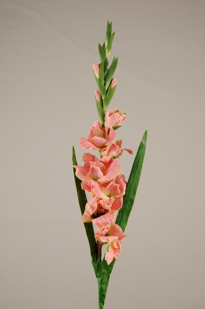 Gladiolus 80 cm