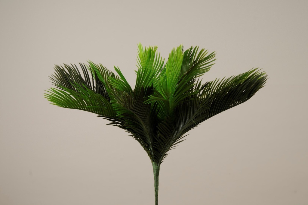 Palme grønn H-60              