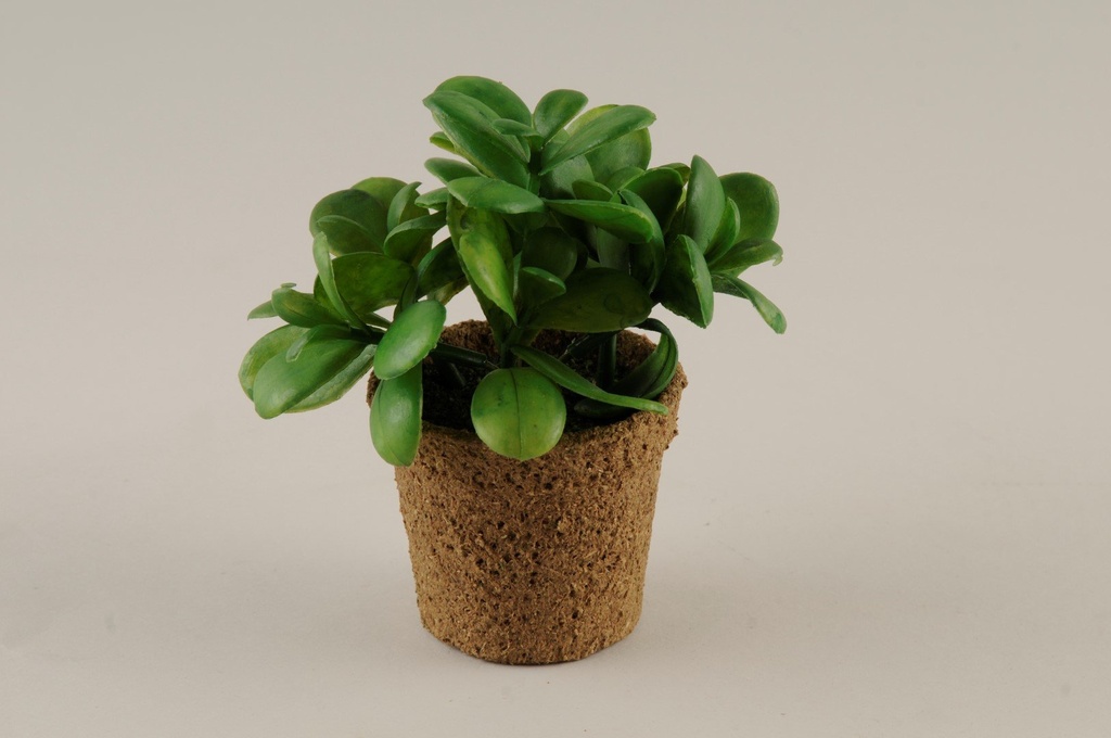 Plante i potte                