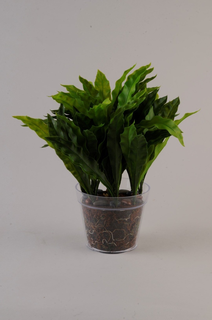[917677] Asplenium i potte  grøn       