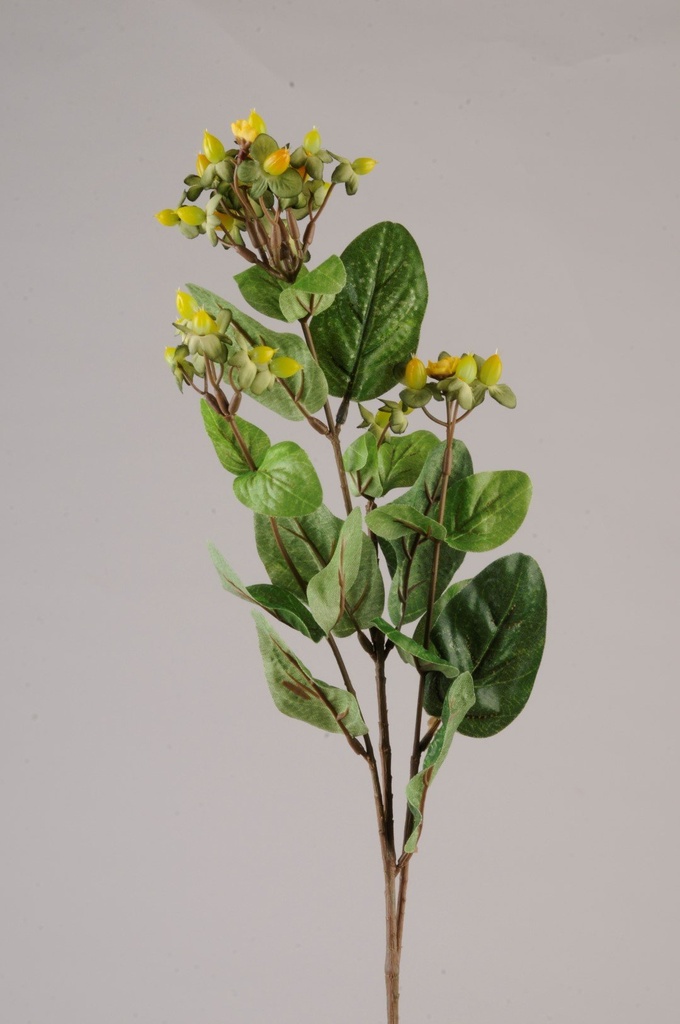 Hybericum H-70                