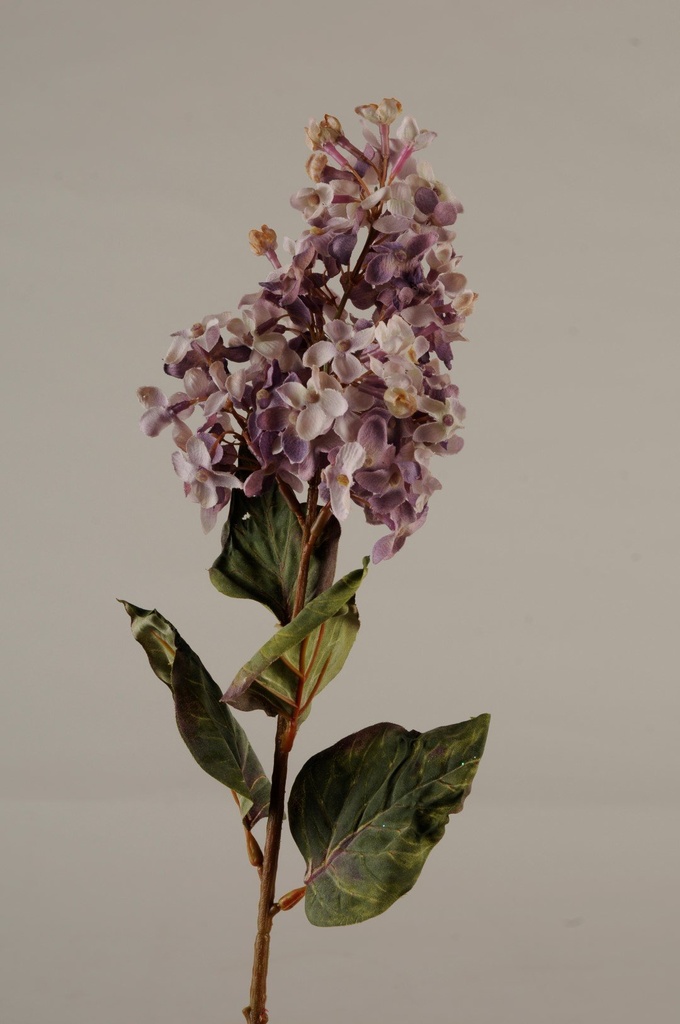 Syringren  lilla  75 cm       