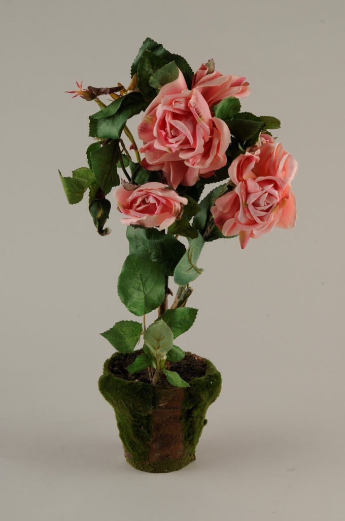 Rosebusk i mosegr.potte rosa  H - 40 cm
