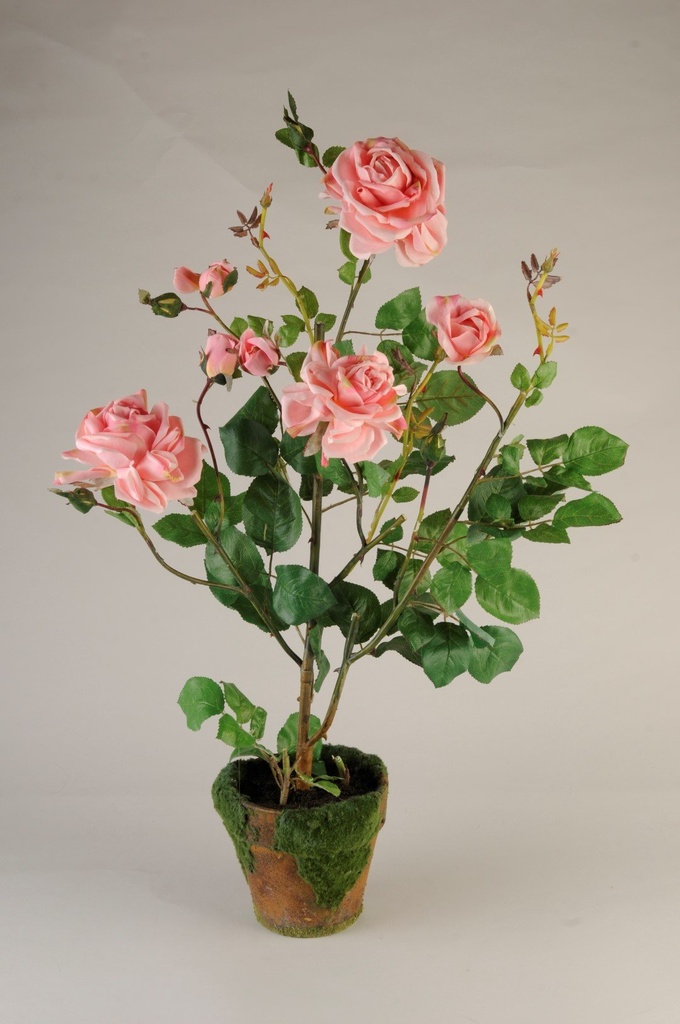 Rosebusk i mosegr.potte rosa  H - 68 cm