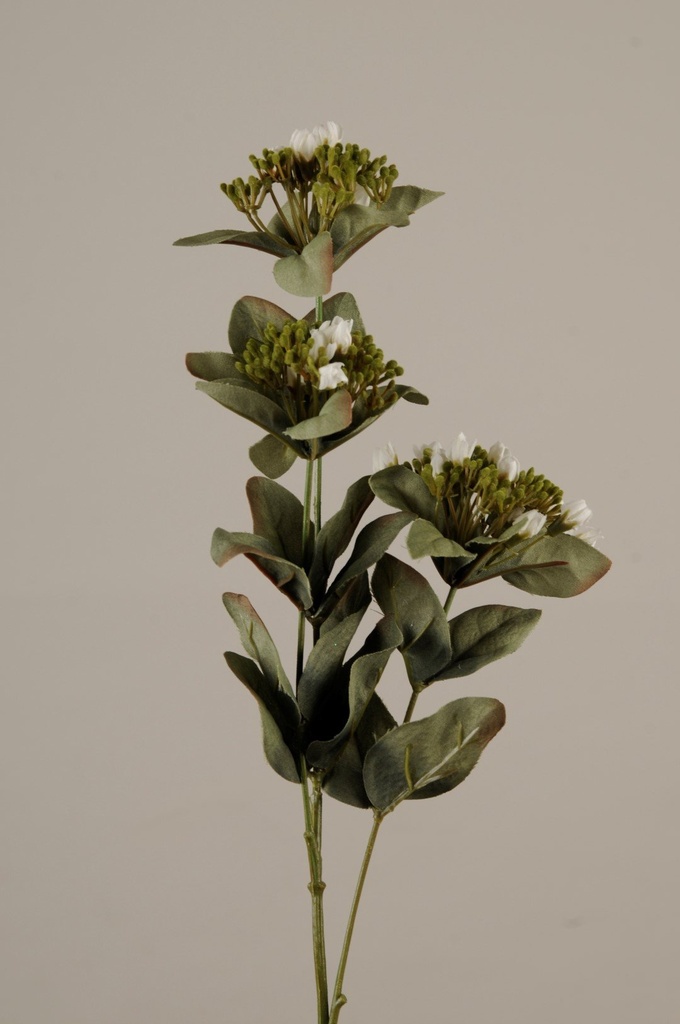 Primula creme H-62            